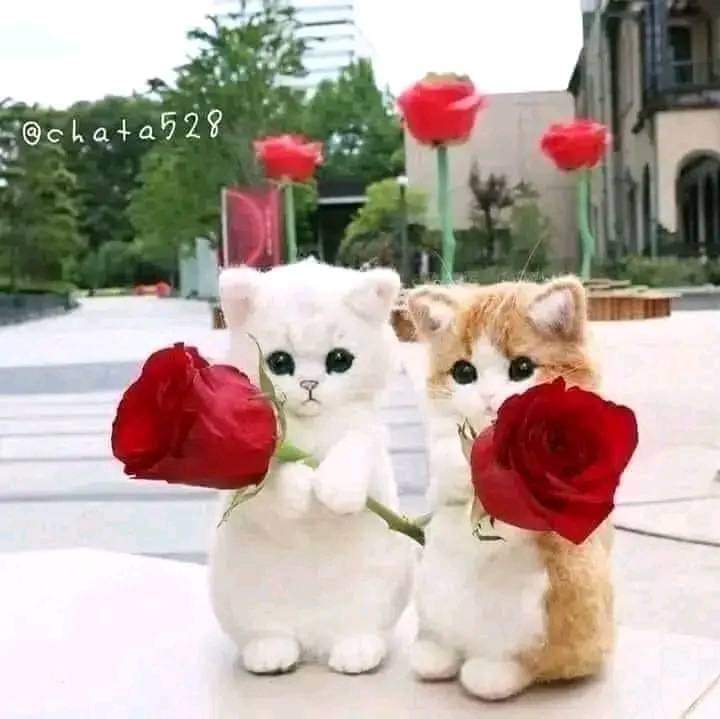 Safae Biad_xWlCZ